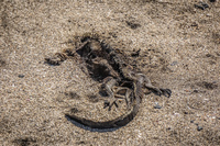 Dead Land Iguana on James Bay Isla Santiago, Galapagos, Ecuador, South America