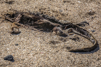 Dead Land Iguana on James Bay Isla Santiago, Galapagos, Ecuador, South America
