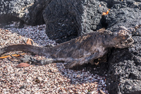 Dead Marine Iguana Corpse on Puerto Espinoza Fernandina Island, Galapagos, Ecuador, South America