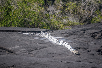 Whale corpse on Fernandina Fernandina Island, Galapagos, Ecuador, South America