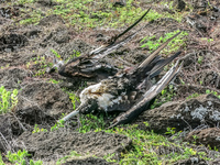 20140521152155-Dead_frigate_bird_in_La_Loberia