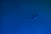 Baby Shark near Puerto Ayora Harbour Guayaquil, Puerto Ayora, Galapagos, Ecuador, South America