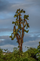 Opuntia Cactus tree Puerto Velasco Ibarra, Galapagos, Ecuador, South America