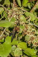 Darwin grasshopper in Santa Cruz Puerto Velasco Ibarra, Galapagos, Ecuador, South America