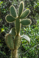 Opuntia Cactus tree forest near Tortuga bay Puerto Ayora, Galapagos, Ecuador, South America