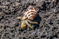 Hermit Crab in Sombre Chino Sombrero Chino, Rabida, Galapagos, Ecuador, South America
