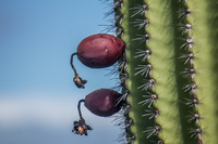 Cactus Fruit near Punta Moreno Isabella, Galapagos, Ecuador, South America