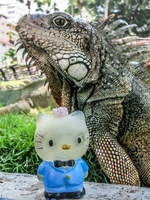 20140507113003-Iguana_In_Guayaquil_attack_Hello_Kitty