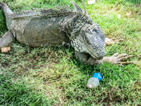 20140507113619-Iguana_In_Guayaquil_attack_Hello_Kitty
