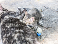 20140507120047-Kitty_and_Hello_Kitty_in_Simon_Bolivar_Park