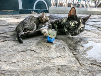 Kitty and Hello Kitty in Simon Bolivar Park Guayaquil, Ecuador, South America