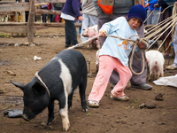 come you pig Saquisilí,  Cotopaxi,  Ecuador, South America