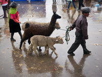 my llama is not your llama Saquisilí,  Cotopaxi,  Ecuador, South America