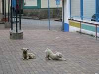 Street Dog fight in Alausi Alausi,  Chimborazo,  Ecuador, South America