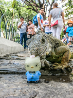 20140507113318-Iguana_In_Guayaquil_attack_Hello_Kitty