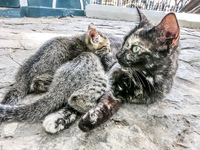 20140507120423-Kitties_in_Simon_Bolivar_Park