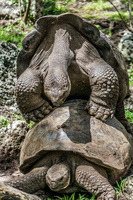 20140511110445-Giant_Tortoise_mating_in_Floreana