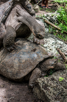 20140511110700-Giant_Tortoise_mating_in_Floreana