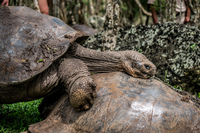 20140511110735-Giant_Tortoise_mating_in_Floreana