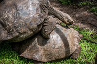 20140511110742-Giant_Tortoise_mating_in_Floreana