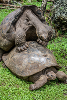 20140511110844-Giant_Tortoise_mating_in_Floreana