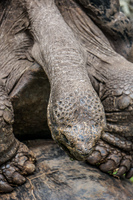 20140511110925-Giant_Tortoise_mating_in_Floreana