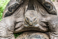 20140511111041-Giant_Tortoise_mating_in_Floreana