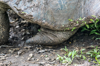 20140511111158-Giant_Tortoise_mating_in_Floreana