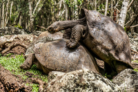 Giant Tortoise mating in Floreana Puerto Velasco Ibarra, Galapagos, Ecuador, South America
