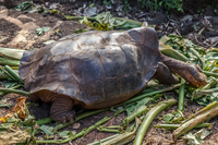 Esponala turtle Puerto Ayora, Galapagos, Ecuador, South America