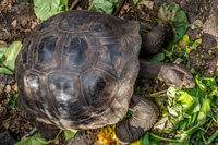 female tortoise Puerto Ayora, Galapagos, Ecuador, South America