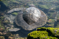 Sea Turtle stuck on Puerto Espinoza Fernandina Island, Galapagos, Ecuador, South America