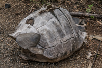 Dead giant tortoise on Urbina Bay Fernandina Island, Galapagos, Ecuador, South America