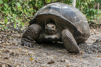 Giant tortoise of Urbina Bay Fernandina Island, Galapagos, Ecuador, South America