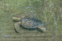 Sea turtle near Elizabeth Bay Isabella, Galapagos, Ecuador, South America