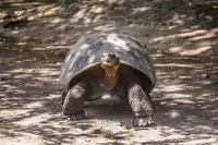 20140517124706-Land_Tortoise_Breeding_Center_on_Isla_Isabella