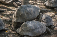 20140517125750-Land_Tortoise_Breeding_Center_on_Isla_Isabella