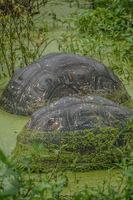 20140518090943-Giant_Tortoise_bredding_center_near_Santa_Cruz_Highland