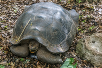 20140520104916-Giant_Tortoise_in_San_Cristobal_Breeding_Center