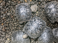 20140520104947-Giant_Tortoise_in_San_Cristobal_Breeding_Center