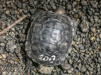 20140520105029-Giant_Tortoise_in_San_Cristobal_Breeding_Center