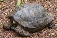20140520105916-Giant_Tortoise_in_San_Cristobal_Breeding_Center