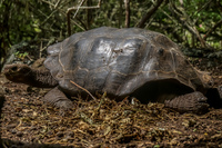 Giant Tortoise in San Cristobal Breeding Center Baquerizo Moreno, El Progreso, El Junco, Puerto China, Galapagos, Ecuador, South America