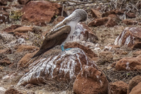 20140510103346-Blue_footed_booby_of_North_Seymour