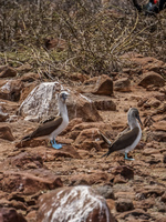 Blue footed booby of North Seymour Puerto Ayora, Galapagos, Ecuador, South America