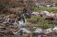 20140510103820-Blue_footed_booby_of_North_Seymour