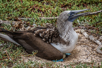 20140510104229-Blue_footed_booby_of_North_Seymour
