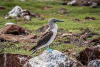 20140510104532-Blue_footed_booby_of_North_Seymour