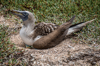 20140510104617-blue_footed_boobies