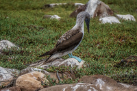 20140510104757-Blue_footed_booby_of_North_Seymour